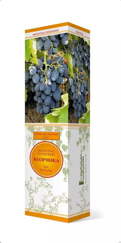 Саженец Виноград плодовый Кодрянка, сверхранний, Поиск, в тубе