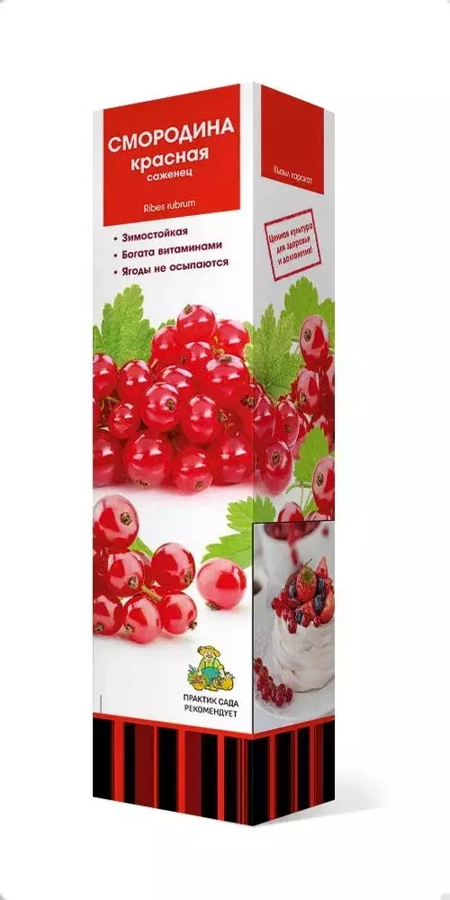 Саженец Смородина красная Восторг, традиционные сорта, в тубе