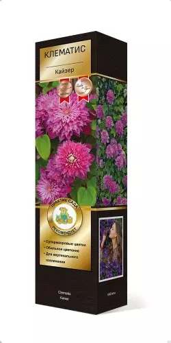 Саженец Клематис крупноцветковый Кайзер (в тубе), Поиск