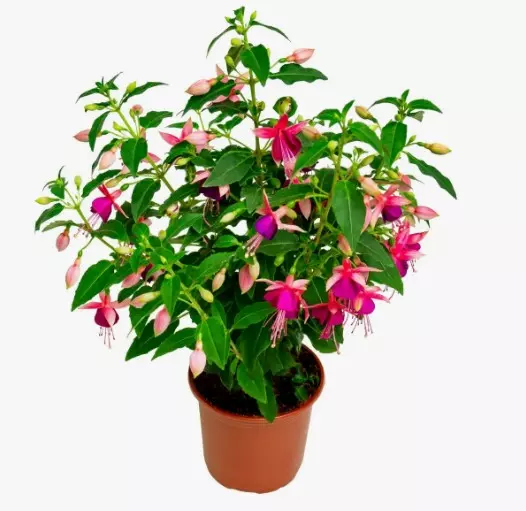 Комнатное растение Фуксия (d=12 см)