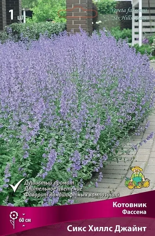 Корневище цветов Котовник Фассена Сикс Хиллс Джайнт (I; 1 шт)