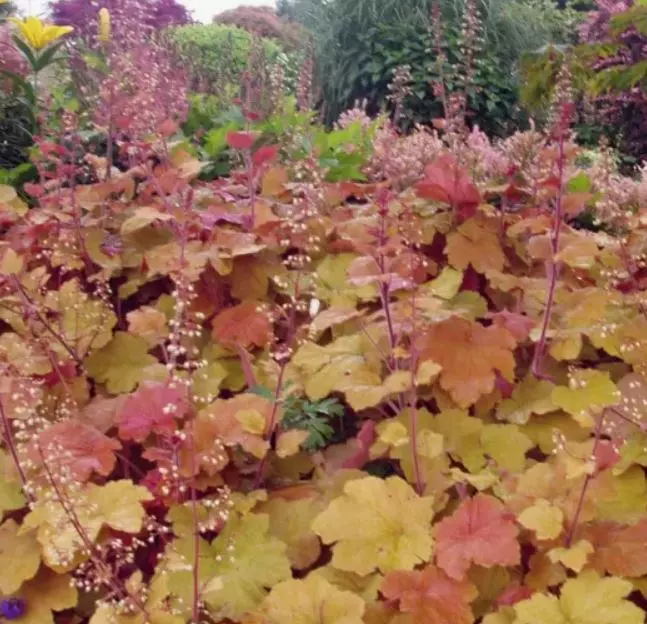 Корневище цветов Гейхера гибридная Карамель (I; 1 шт)