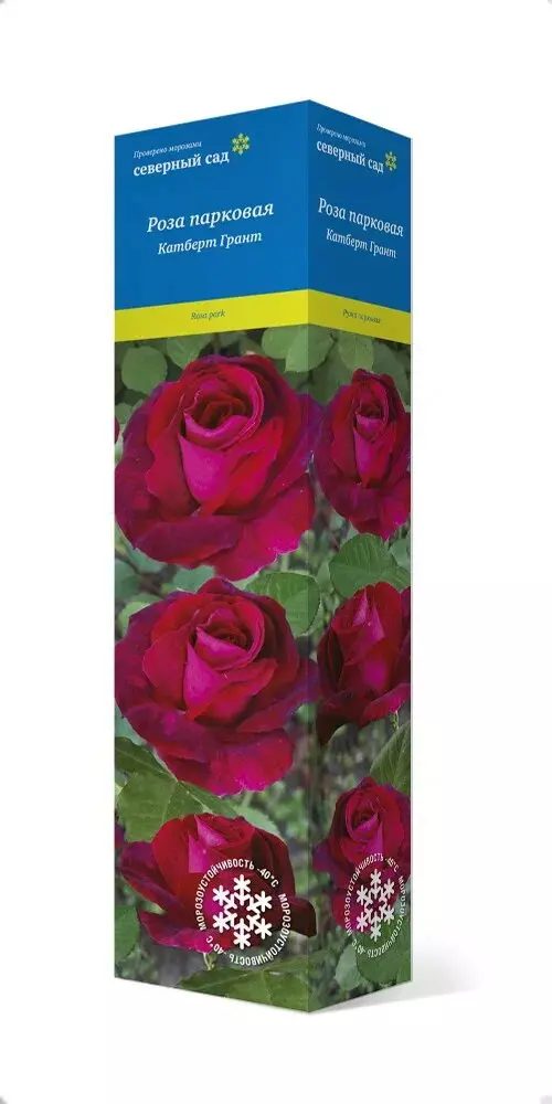 Саженец Роза канадская парковая Катберт Грант темно-красный, бархатистый, высота 0,8-1м