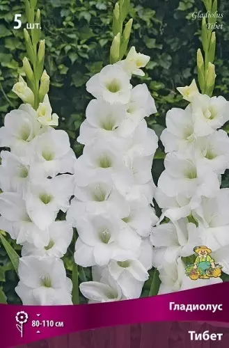 Луковицы цветов Гладиолус крупноцветковый Тибет 10/12, 5 шт