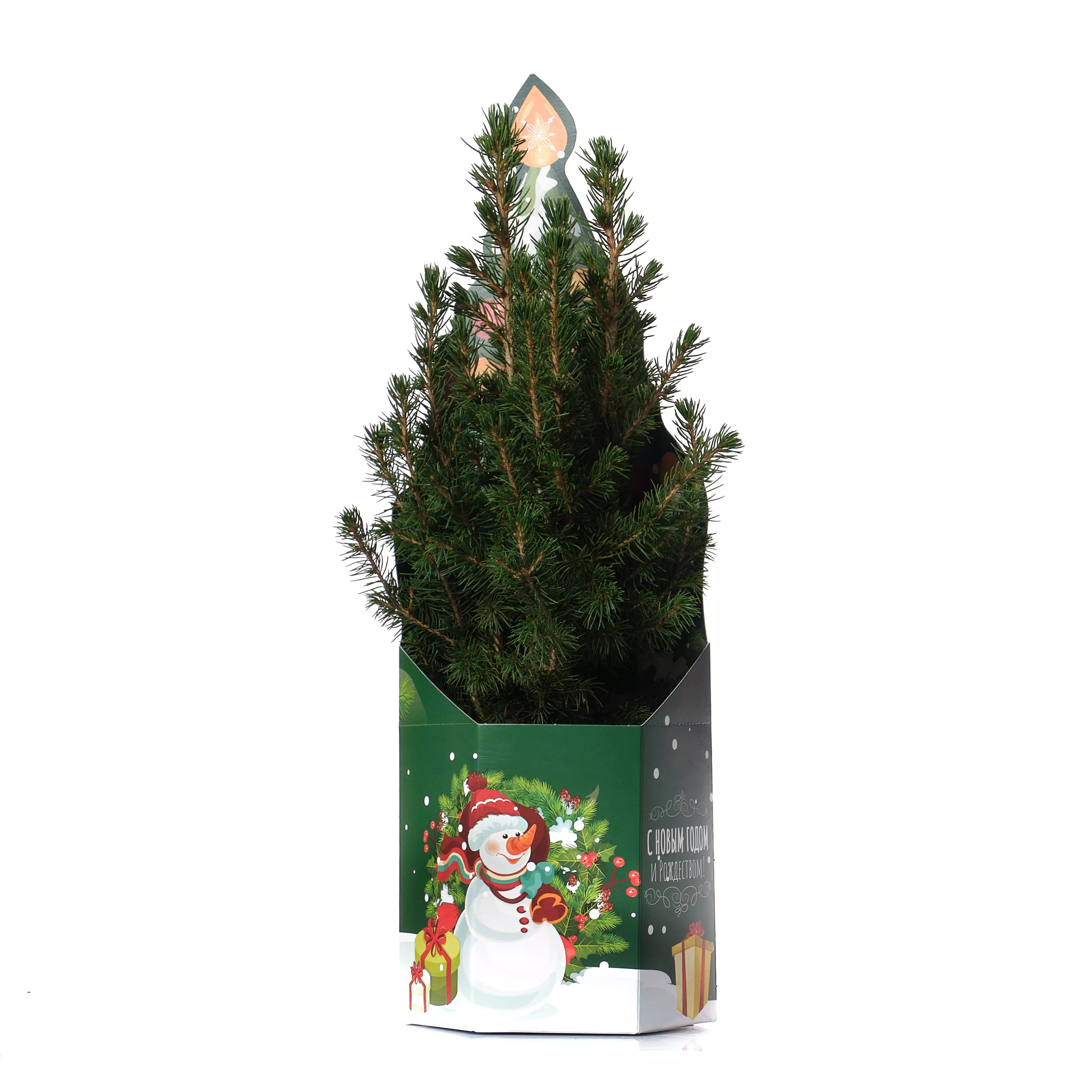 Хвойное растение Ель Глаука Коника d9 Новый год, в коробке