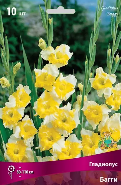 Луковицы цветов Гладиолус крупноцветковый Багги 10/12, 10 шт