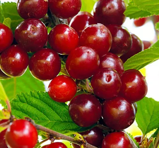 Саженец Вишня войлочная Царевна средний (в сетке), Поиск