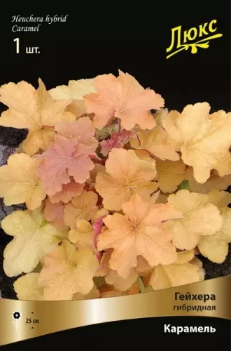 Корневище цветов Гейхера гибридная Карамель (I; 1 шт)