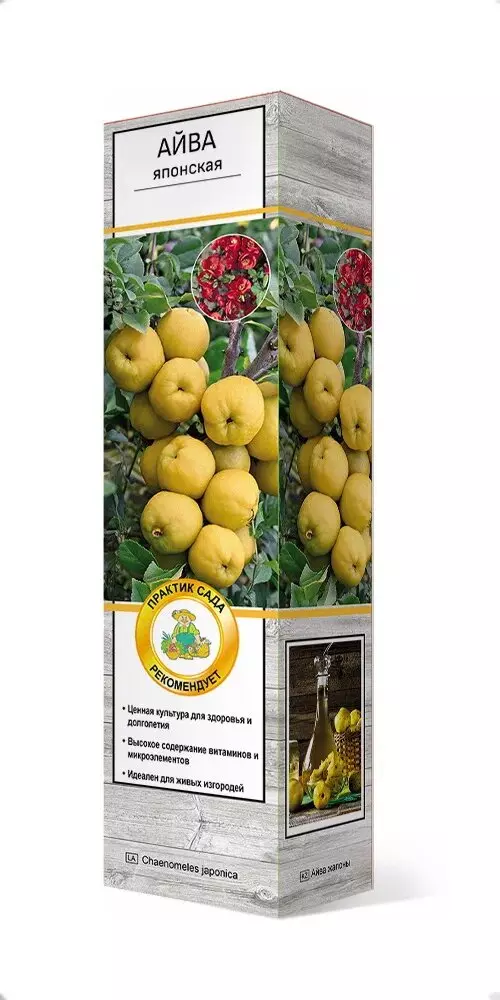 Саженец Айва съедобная японская, средний, в тубе, Поиск