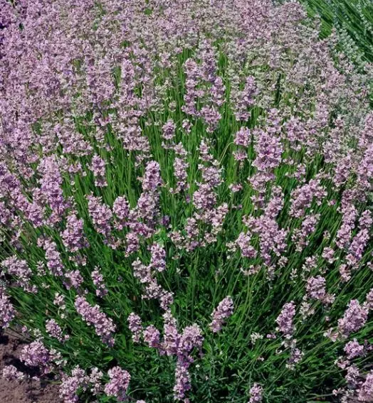 Саженец Лаванда узколистная Розеа в тубе, Поиск