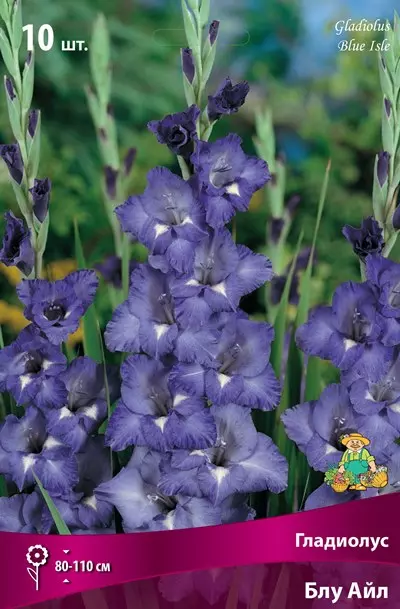 Луковицы цветов Гладиолус крупноцветковый Блу Айл 10/12, 10 шт