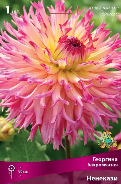 Клубни цветов Георгина бахромчатая Ненекази (I; 1 шт)