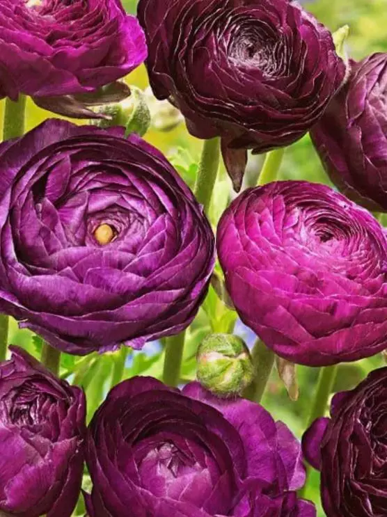 Клубни цветов Лютик азиатский Пёпл 7/8, 10 шт