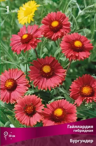 Корневище цветов Гайллардия гибридная Бургундер (I; 1 шт)