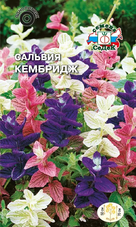 Семена цветов Сальвия Кембридж, смесь, СеДеК 0,25 г ц/п
