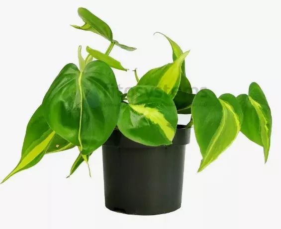 Декоративно-лиственное растение Филодендрон (d=23 см)