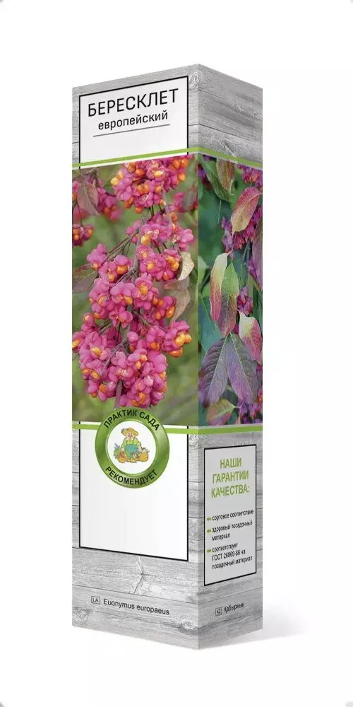 Саженец Бересклет европейский/ЦКор