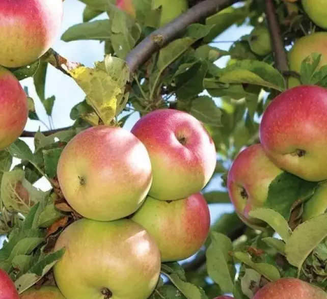 Саженец Яблоня Грушовка московская раннелетний, в тубе, Поиск