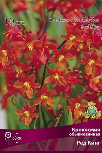 Луковицы цветов Крокосмия Ред Кинг 6/7, 10 шт