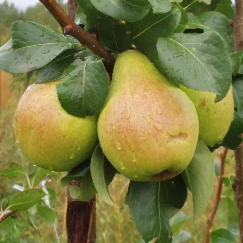 Саженец Груша Москвичка летний в тубе, Поиск