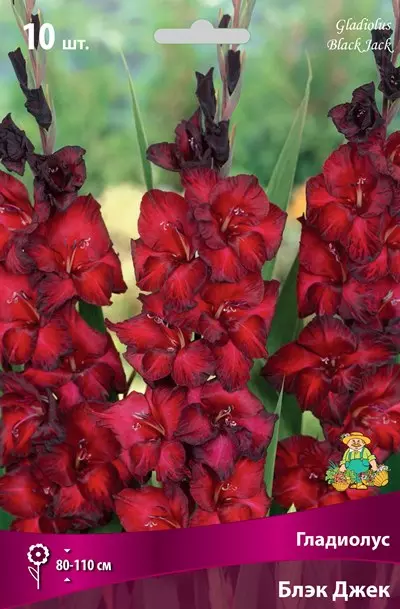 Луковицы цветов Гладиолус крупноцветковый Блэк Джек 10/12, 10 шт