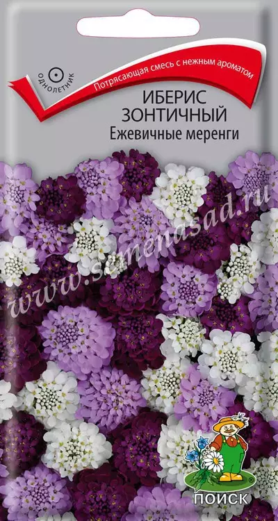 Семена цветов Иберис зонтичный Ежевичные меренги. ПОИСК Ц/П 0.1 г