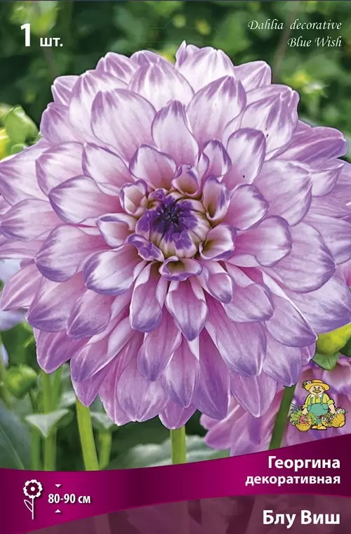 Клубни цветов Георгина декоративная Блу Виш (I; 1 шт)