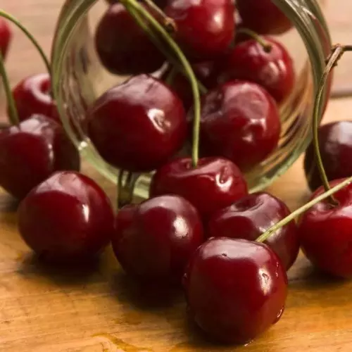 Саженец Вишня Апухтинская поздний в тубе, Поиск