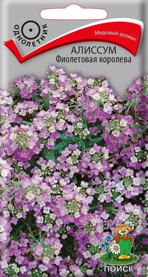 Семена цветов Алиссум Фиолетовая королева 0,3 Поиск