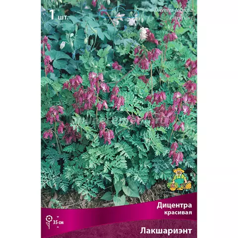 Корневище цветов Дицентра великолепная Лакшариэнт (I; 1 шт)