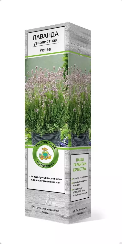 Саженец Лаванда узколистная Розеа в тубе, Поиск