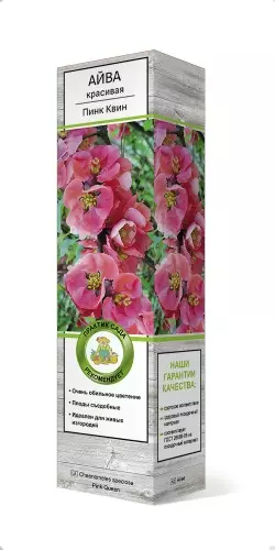 Саженец Айва красивая (Хеномелес) Пинк Квин (в тубе), Поиск