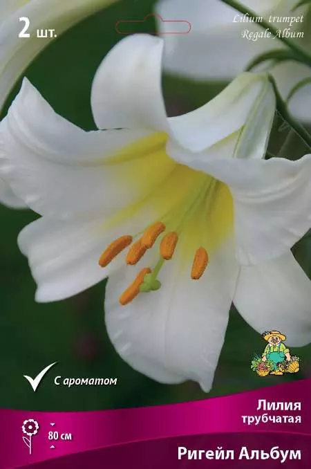 Луковицы цветов Лилия Трубчатая Ригейл Альбум 14/16, 2 шт