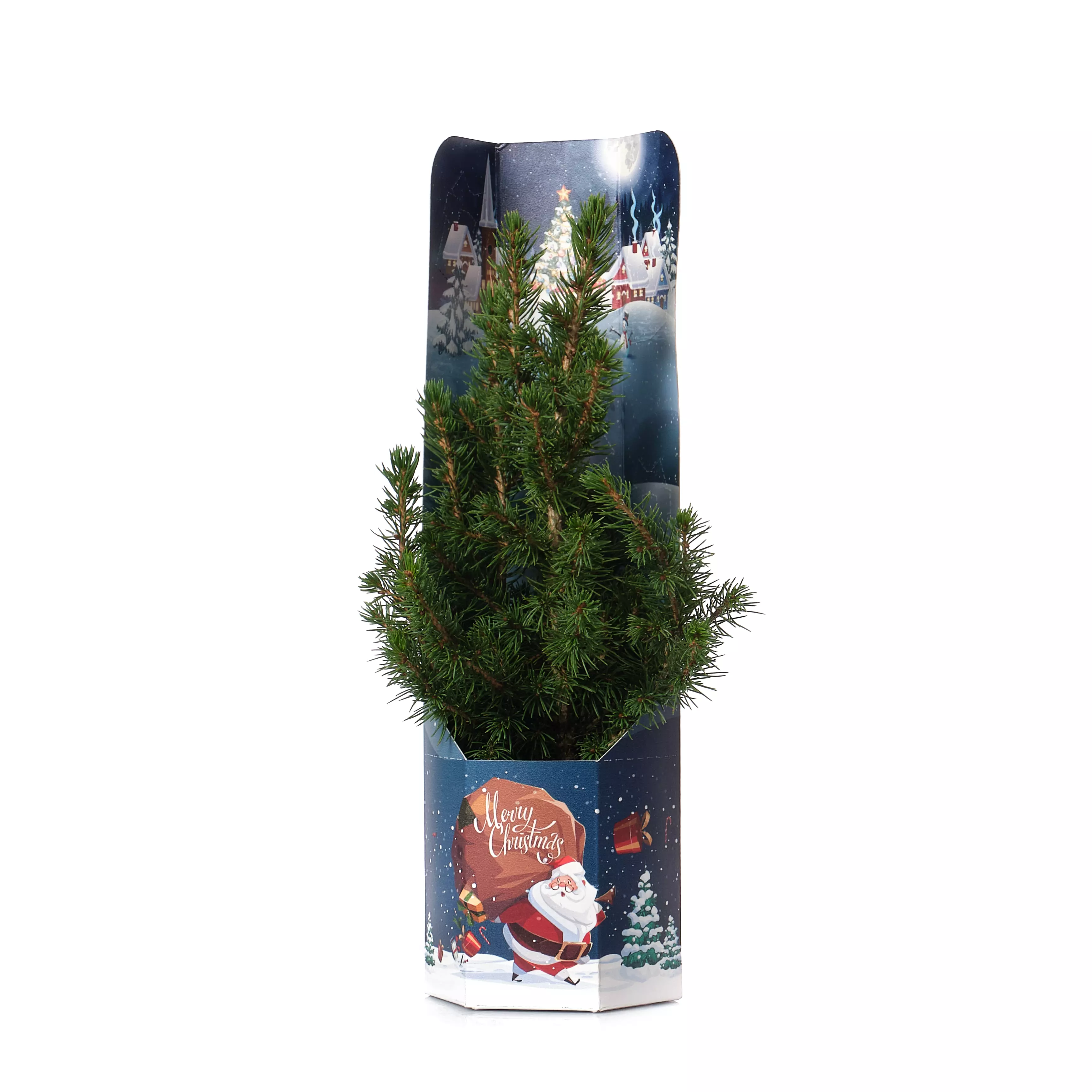 Хвойное растение Ель Глаука Коника d9 Новый год, в коробке