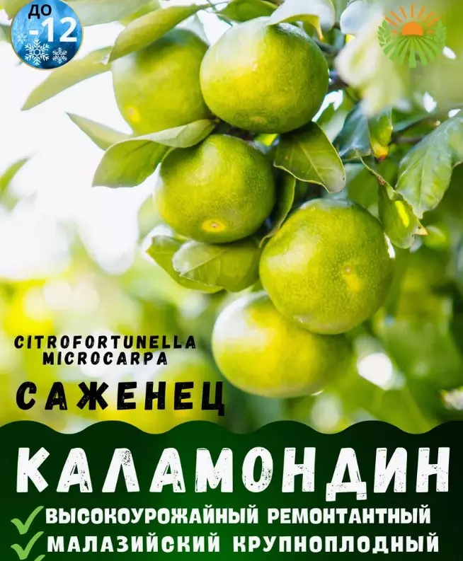 Саженец Цитрус комнатный Каламондин