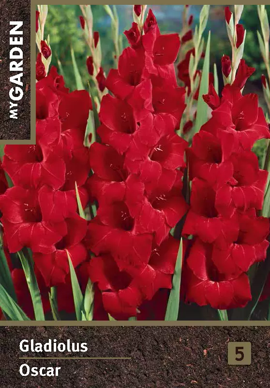 Луковицы цветов Гладиолус крупноцветковый Оскар 10/12, 3 шт