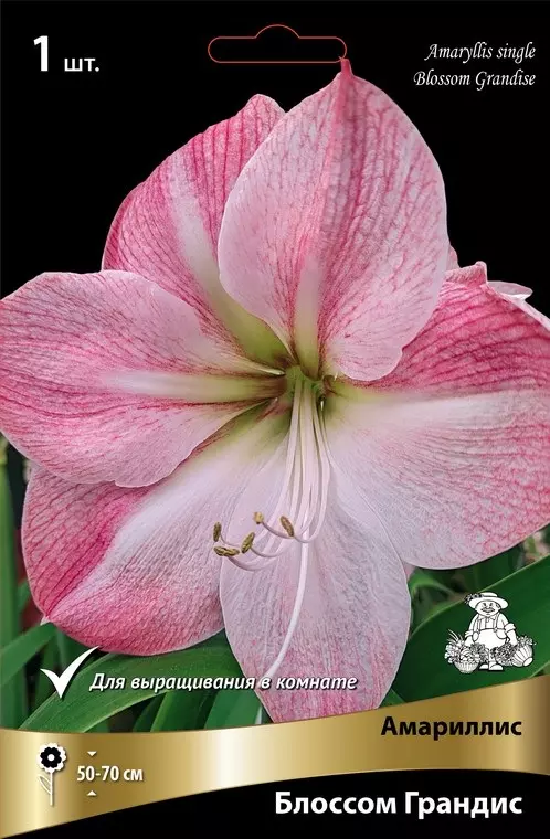 Луковицы цветов Амариллис простой Блоссом Грандис 26/28, 1 шт