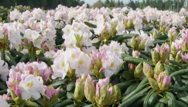 Саженец Рододендрон катевбинский Альбум в тубе, Поиск