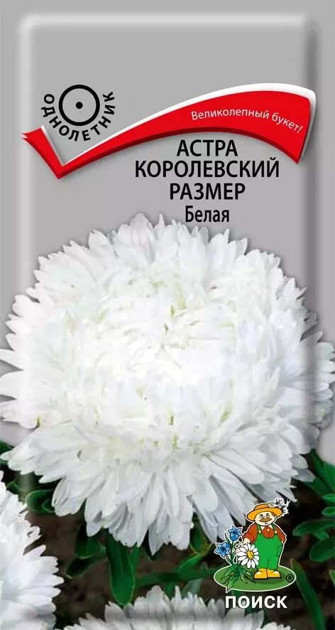 Семена цветов Астра Королевский размер Белая 0.1 гр (Поиск)