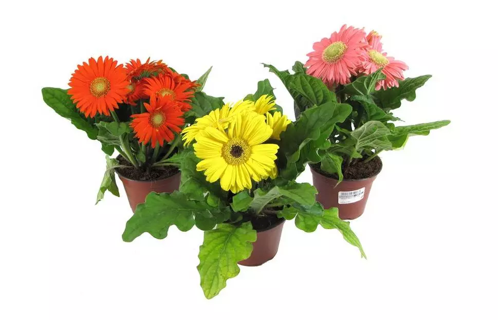 Комнатное растение Гербера микс (d= 10 см)