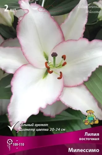 Луковицы цветов Лилия Восточная Милессимо 14/16, 2шт