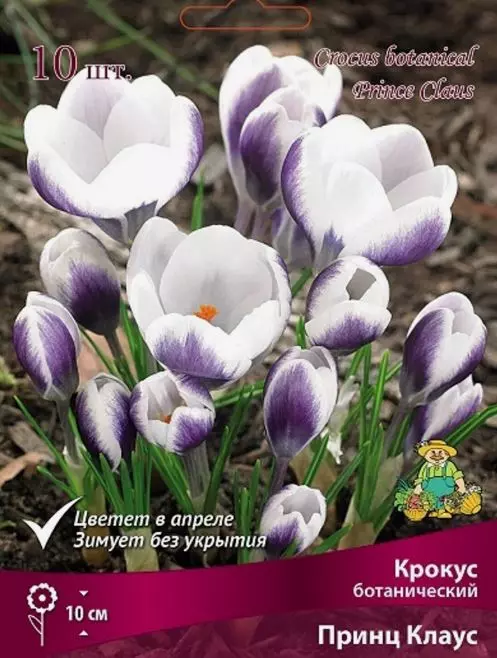 Луковицы цветов Крокус ботанический Принц Клаус 5+, 10 шт