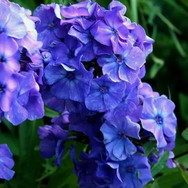 Корневище цветов Флокс метельчатый Блу Парадайз (I; 1 шт)