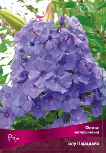 Корневище цветов Флокс метельчатый Блу Парадайз (I; 1 шт)