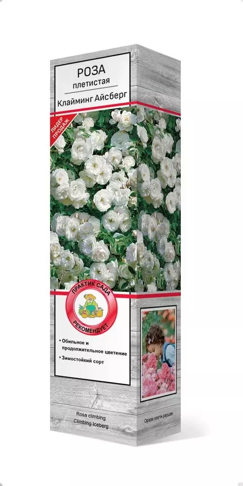 Саженец Роза плетистая Клайминг Айсберг белый