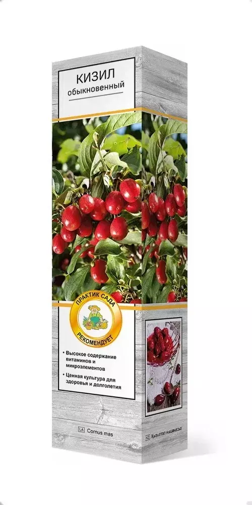 Саженец Кизил плодовый обыкновенный Джолико, в тубе, Поиск