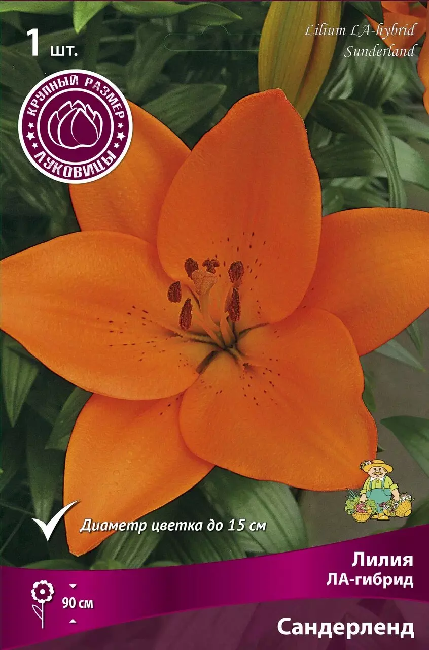 Луковицы цветов Лилия Ла-Гибрид СандерЛенд 14/16, 2 шт