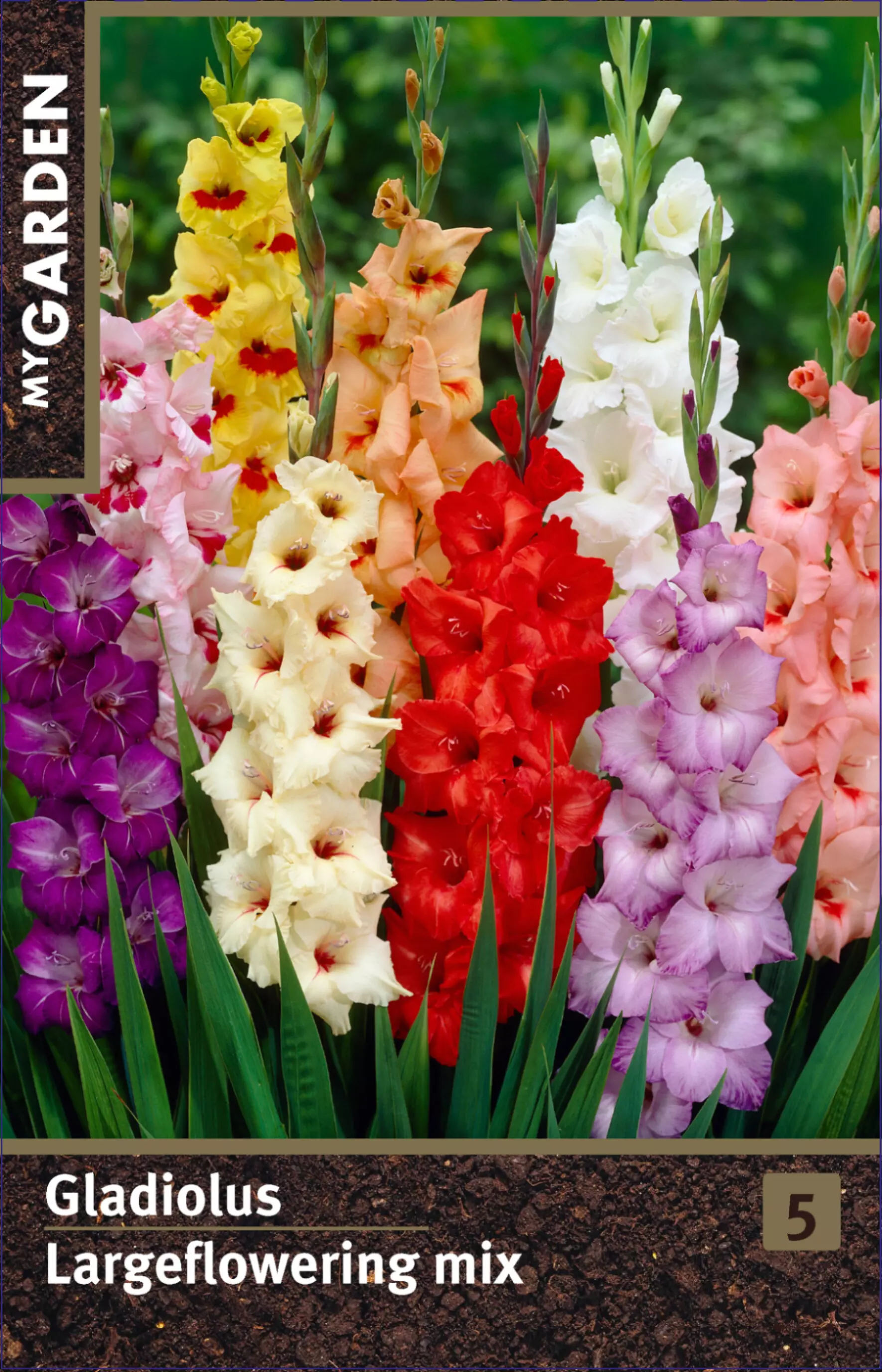 Луковицы цветов Гладиолус крупноцветковый микс 10/12, 3 шт