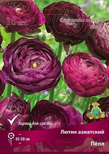 Клубни цветов Лютик азиатский Пёпл 7/8, 10 шт