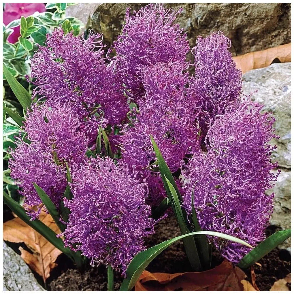 Мускари хохлатый Muscari comosum